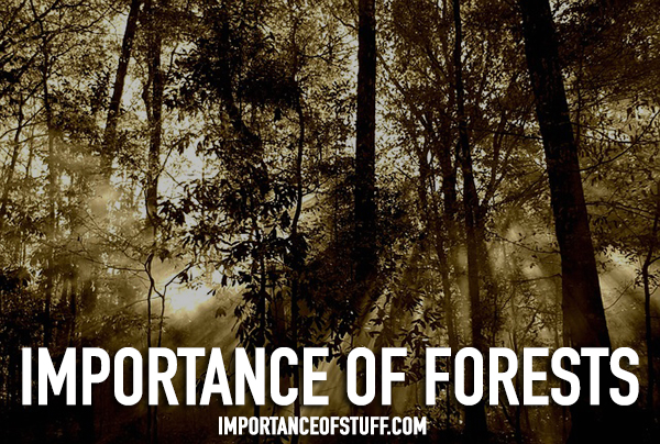 importance-of-forest-in-our-life-essay-and-speech