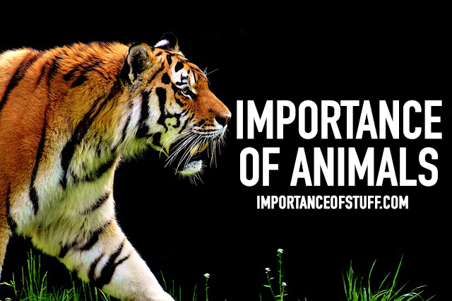 Importance Of Animals For Class 3