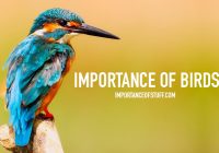 importance of birds