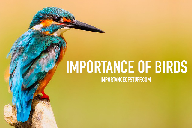 importance of birds