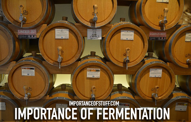 importance of fermentation