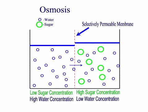 importance of osmosis