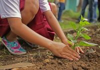 importance of tree plantation
