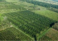 Importance of Agroforestry
