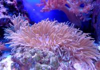 importance of coral reef