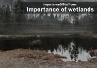 importance of wetlands