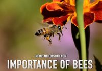 importance of bees