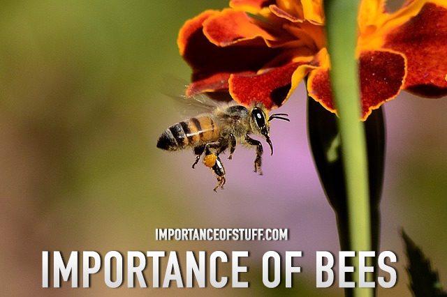 essay about importance of bees