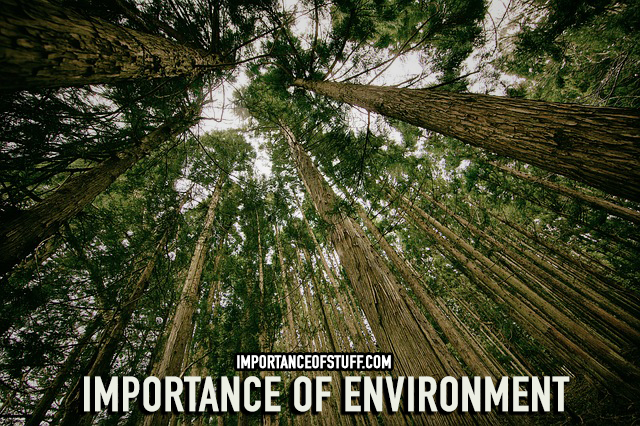 importance of environment