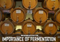 importance of fermentation