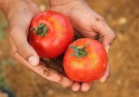 organic farming importance