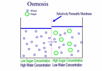 importance of osmosis